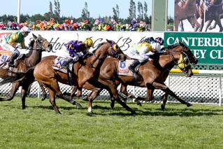 The Group 2 Coupland’s Bakeries Mile ended in an unprecedented dead-heat for first place between Shadows Cast (NZ) (Per Incanto) and Son Of Maher (Al Maher). Photo: Race Images Chch. 